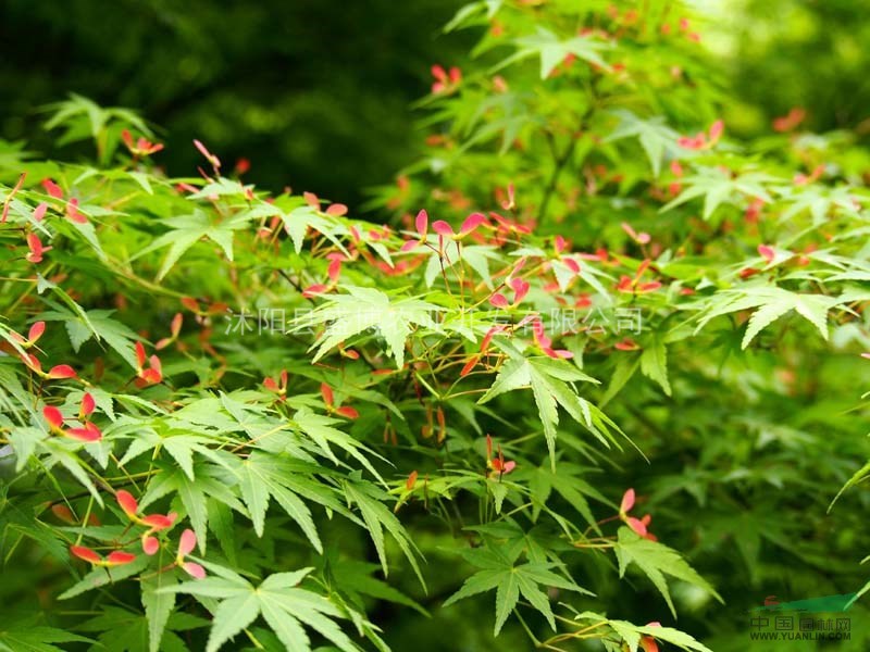 批发鸡爪槭价格