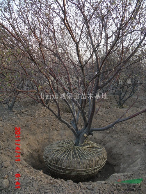 首页 山西运城景田苗木基地 产品供应 > 紧急出售3公分山桃苗·紧急