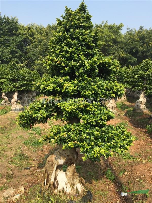 自家种植造型榕树