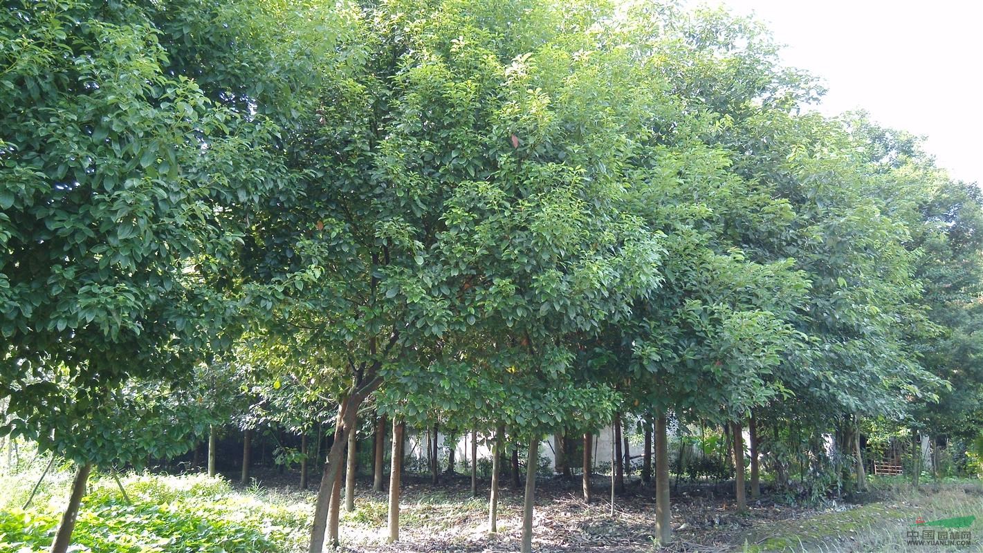 熟货香樟 香樟树 香樟产地 香樟批发地 贵州香樟批发