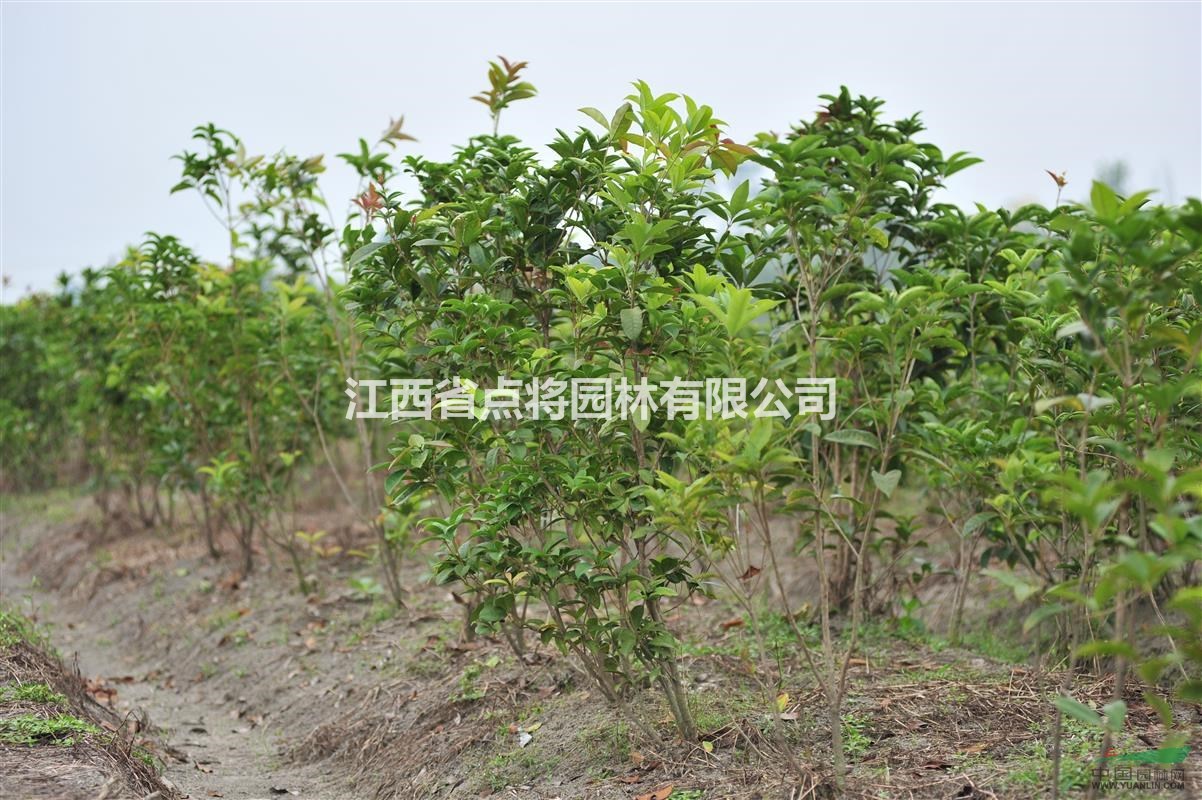 大量供应四季桂