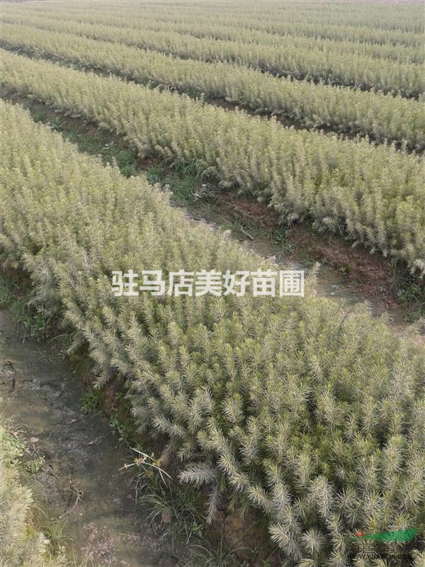河南省汝南县雪松基地