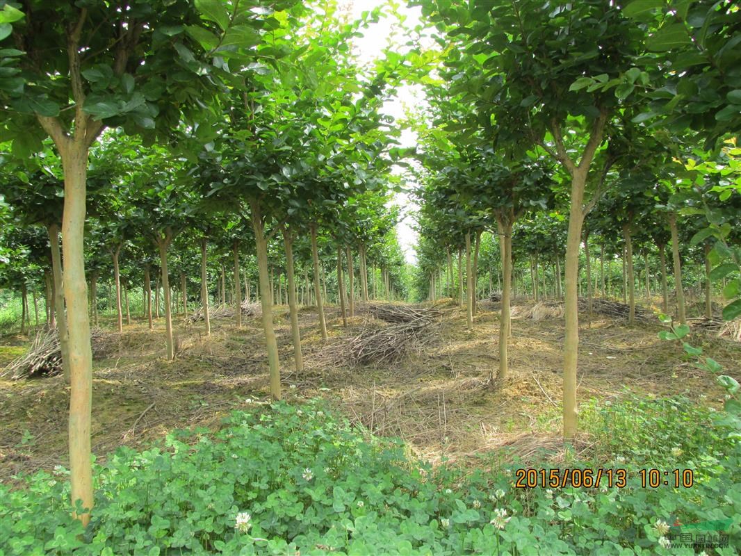 武汉苗木基地10000棵优质精品紫薇树供应