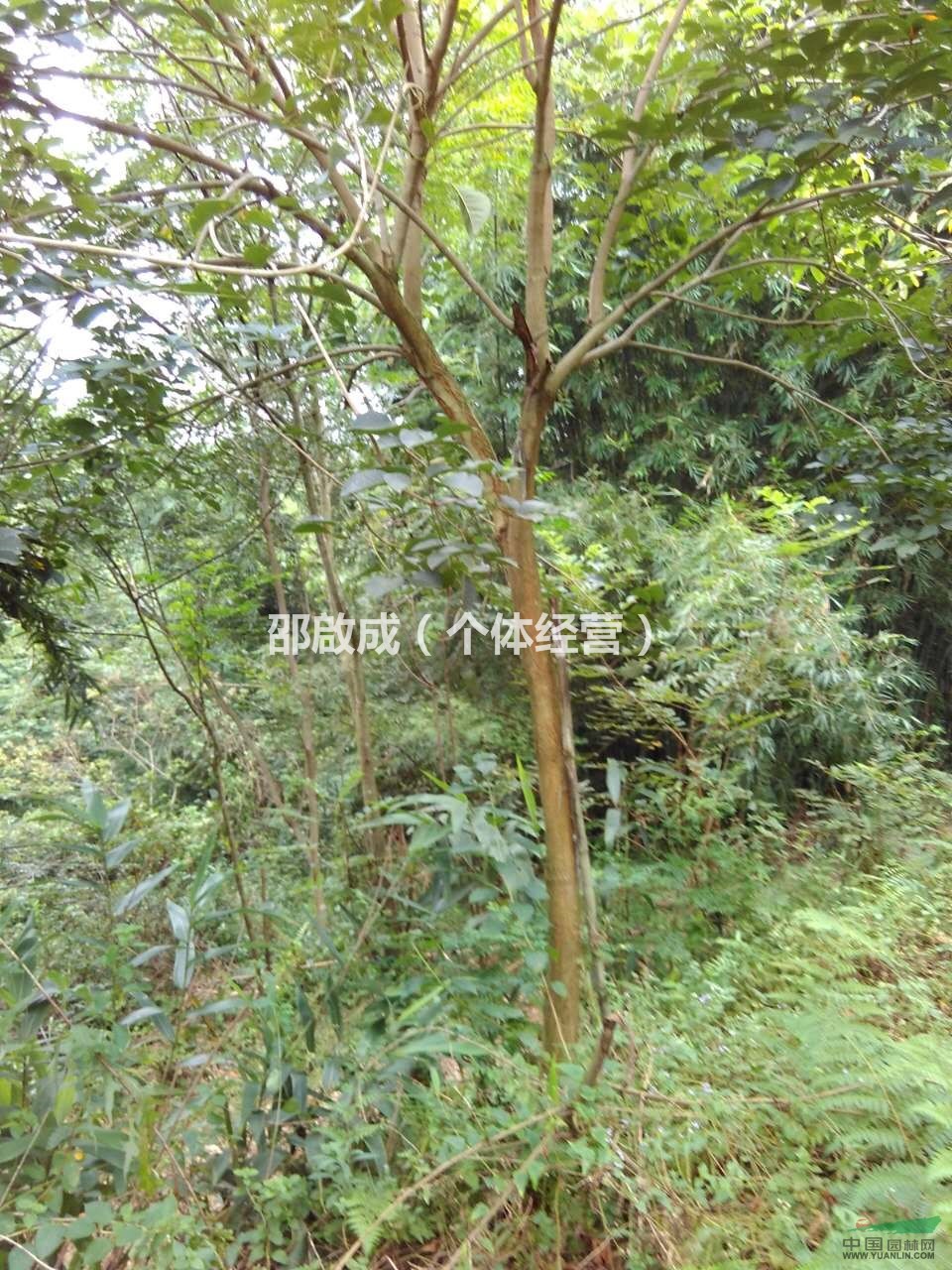 广东佛山供应8-10公分优质黄花风铃