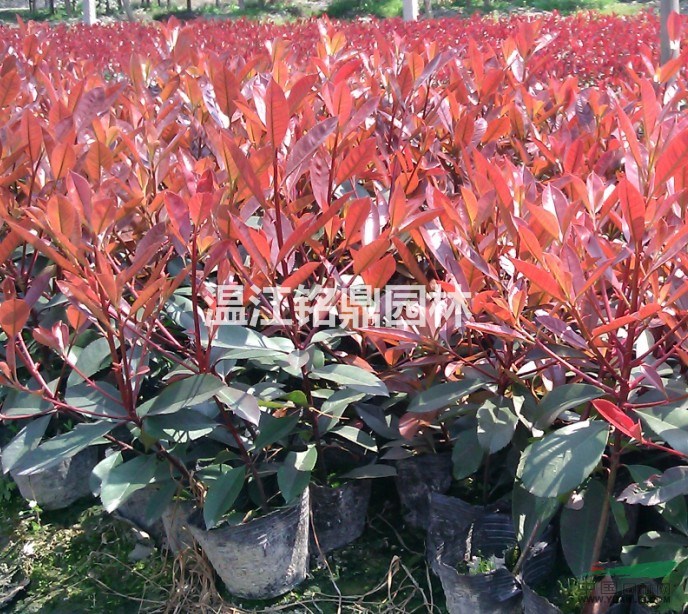 四川红叶石楠/成都红叶石楠苗价格/红叶石楠杯苗批发