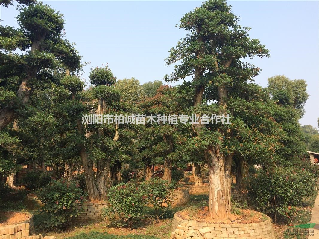 椤木石楠造型;椤木石楠;造型椤木石楠,椤木石楠