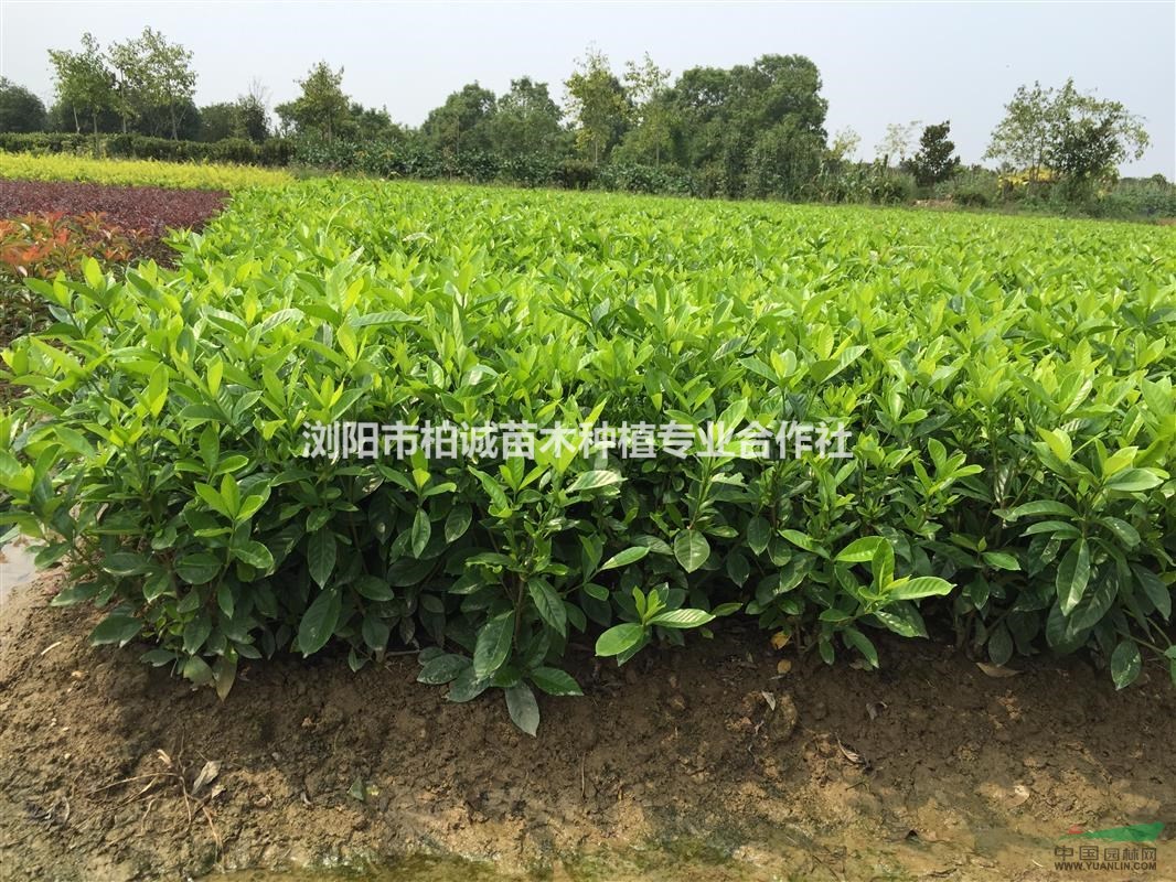栀子花,大叶栀子毛球,小叶栀子花,栀子花价格,栀子花批发图片