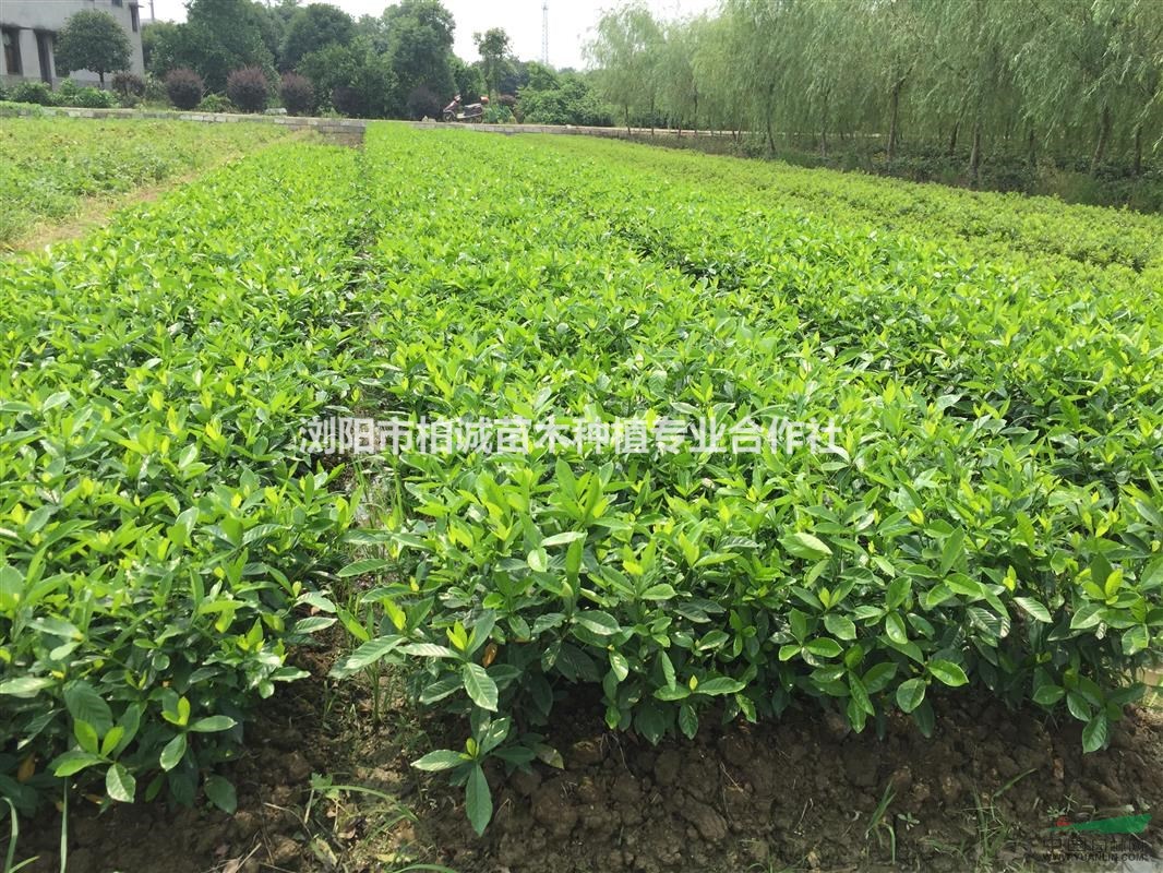 栀子花,大叶栀子毛球,小叶栀子花,栀子花价格,栀子花批发图片