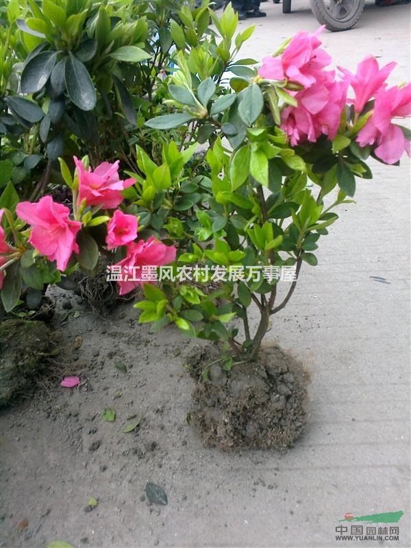 杜鹃春娟西洋鹃夏娟毛杜鹃