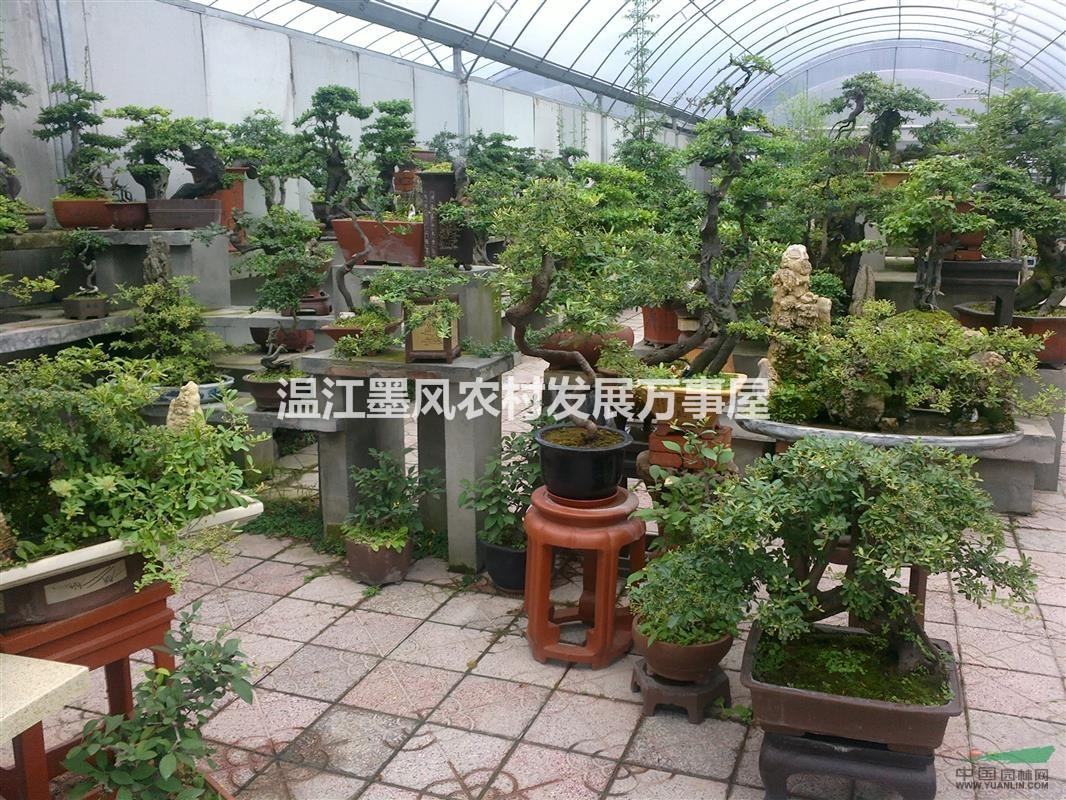 澳门龙虎斗平台供应 花卉园艺 盆景 罗汉松造型各类桩头盆景