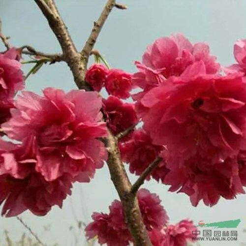 台湾牡丹樱-樱花穿孔性褐斑病防治与生长习性