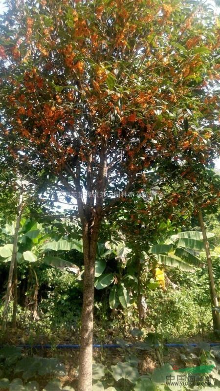 英德市供应红花桂花8月桂，地径12公分，冠幅3米，总高5