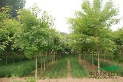 五角枫供应/五角枫图片
