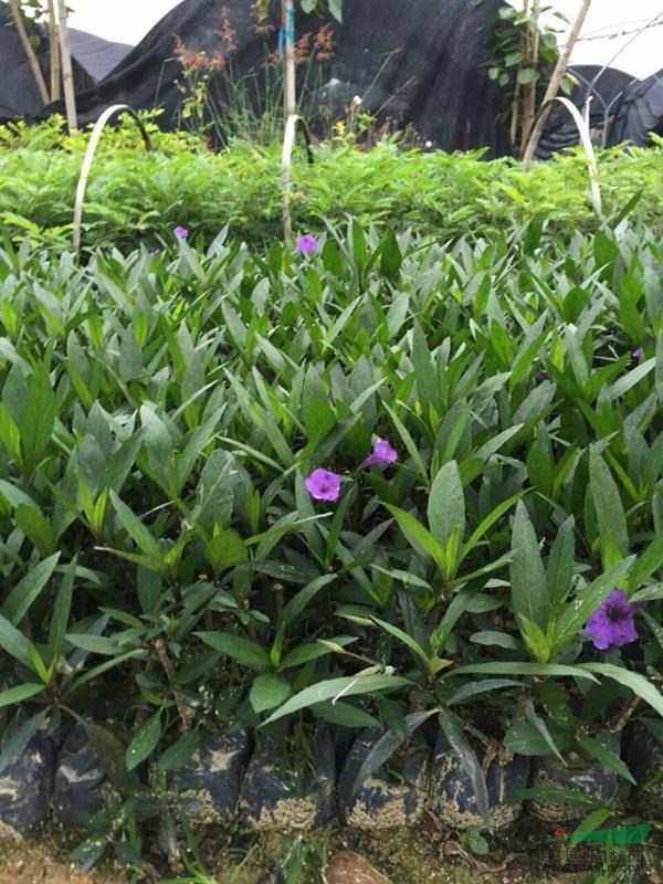 福建漳州供应大花芦莉 紫花芦莉 翠芦莉