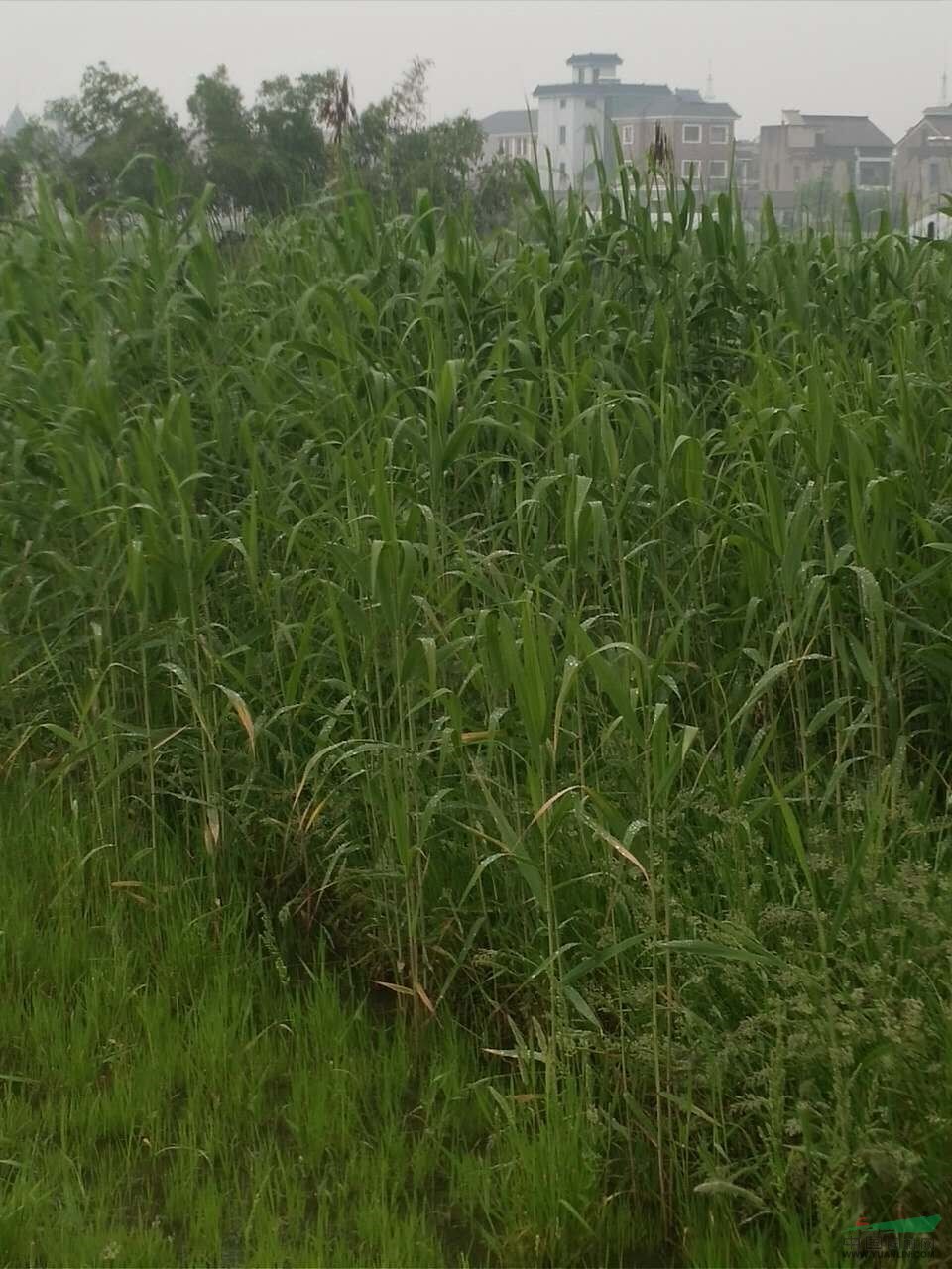 芦苇青芦苇水生芦苇小芦苇杭州芦苇精品芦苇