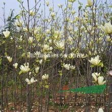 河南哪里有红玉兰白玉兰黄玉兰?*的红白黄玉兰树苗多少钱