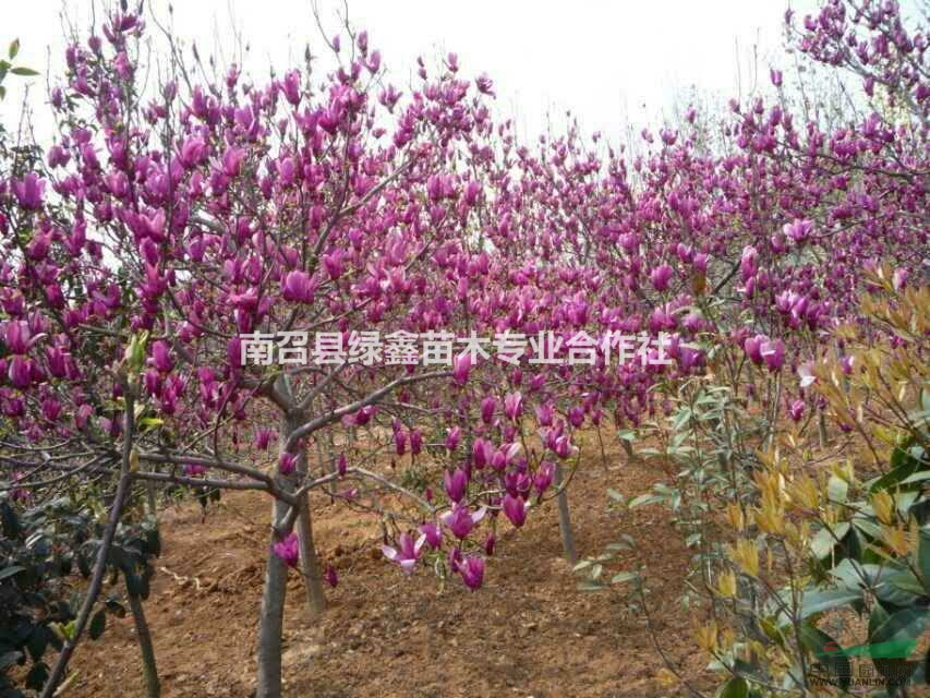 河南哪里有红玉兰白玉兰黄玉兰?*的红白黄玉兰树苗多少钱