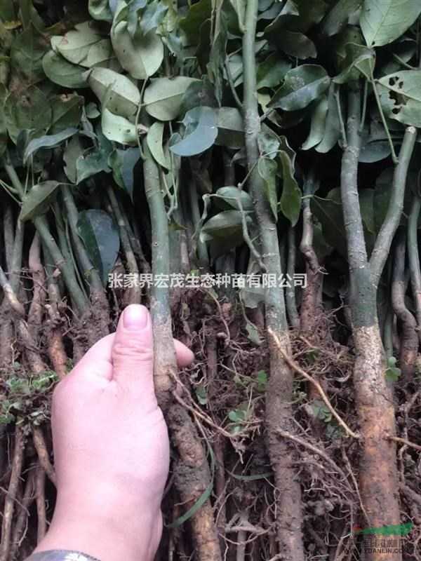 鄂西红豆树苗供应两年苗供应