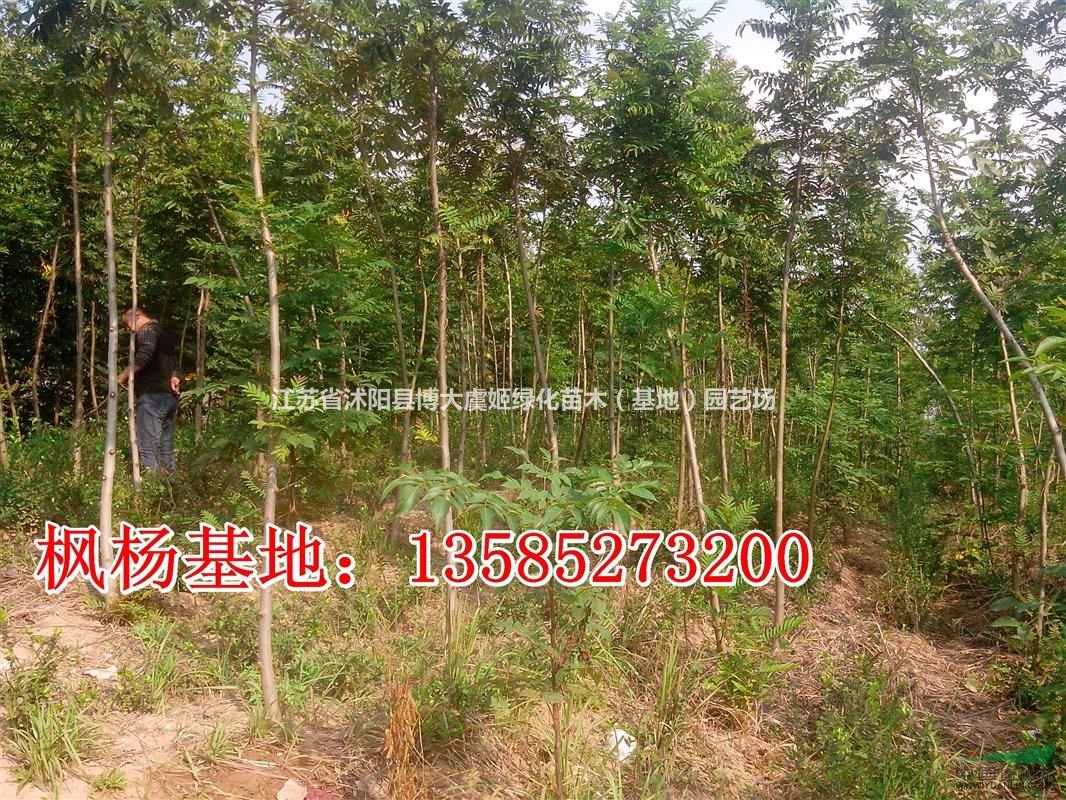 枫杨基地价格,2-3-4-5-6公分枫杨批发价销售,枫杨价格