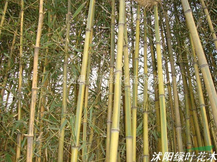 黄金竹 碧玉间黄金竹