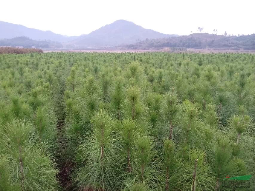 一年生湿地松小苗,2-10公分湿地松树苗江西*大造林苗木基地图片