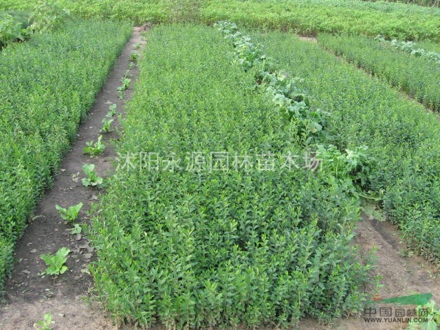 大批量供应水腊苗,水蜡小苗,水蜡绿化苗