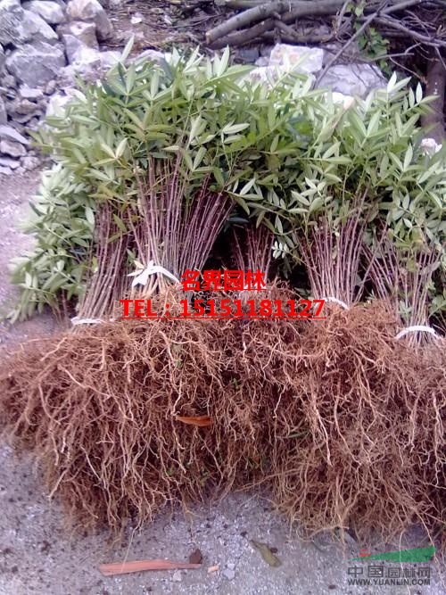 十三香花椒苗 白胡椒 黑胡椒种植基地
