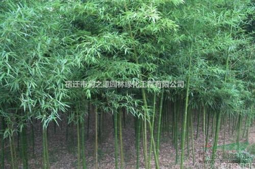 供应黄纹竹 粉单竹 棕竹 慈孝竹 京竹 青皮竹 四季竹