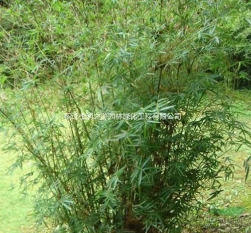 供应黄纹竹 粉单竹 棕竹 慈孝竹 京竹 青皮竹 四季竹