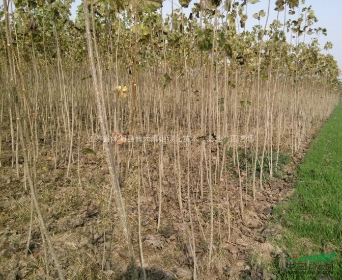 杨树种植基地/供应1米以上杨树苗价钱/杨树苗图片