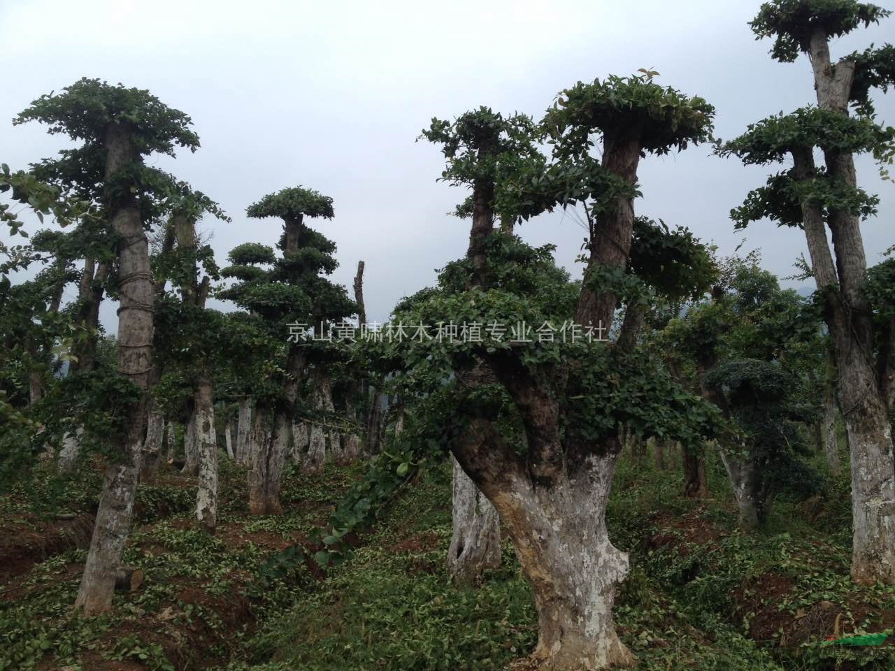 湖北造型大树,基地苗基地,v造型刺冬青,三角枫,朴树,黄连木等全极开关断开图片