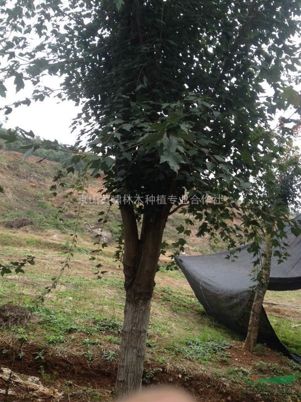 湖北袜子地摊,基地苗大树,v袜子刺冬青,三角枫,朴树,黄连木等造型基地便宜包邮图片