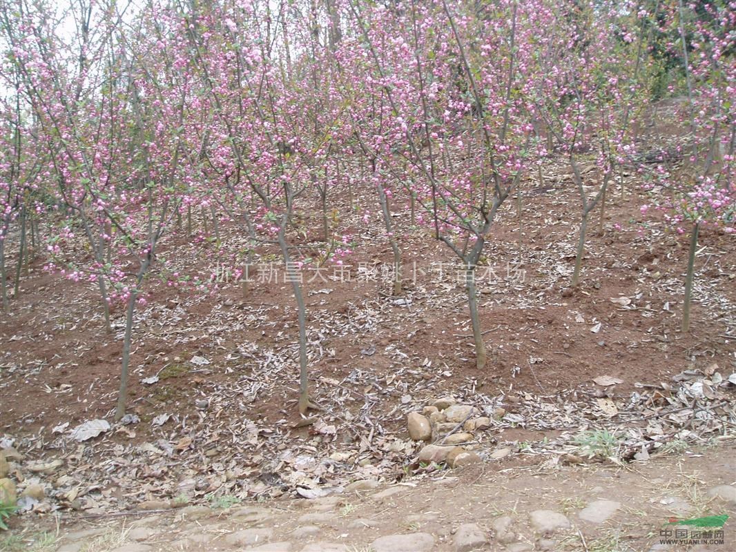 海棠基地低价供应垂丝海棠,红枫,桂花,广玉兰