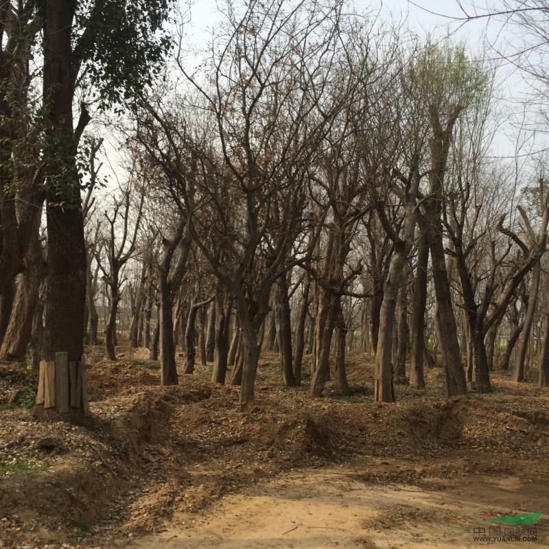 湖北地区供应移植朴树，三角枫等20至60公分。