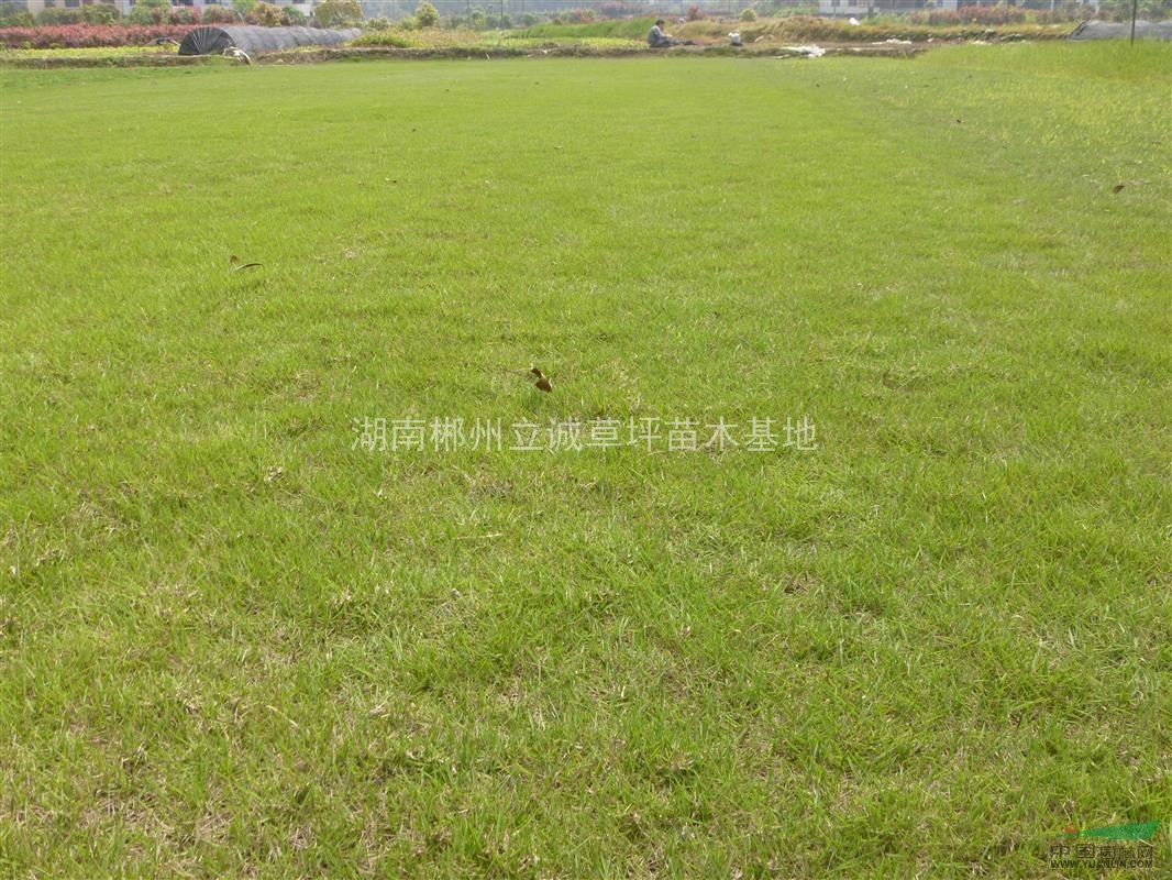 马尼拉草皮