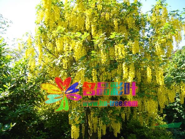 苏格兰金链树供应/苏格兰金链树图片