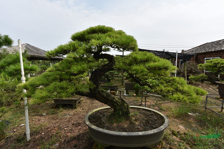 极品成型山松大批量出售