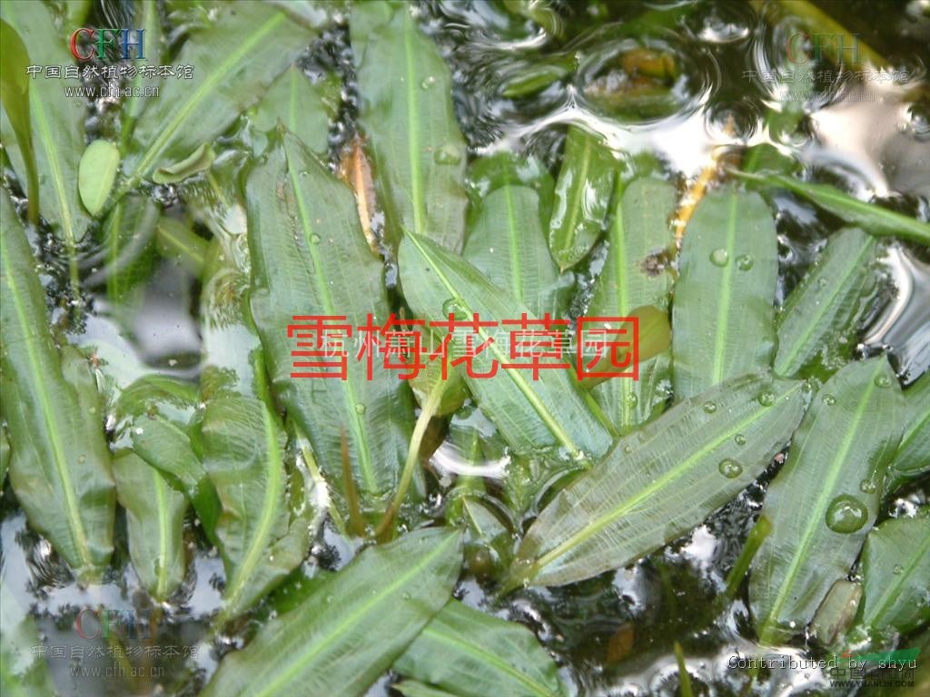 各种水生植物,眼子菜,竹叶眼子菜,鸭子草,水案板,水上漂