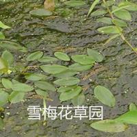 各种水生植物,眼子菜,竹叶眼子菜,鸭子草,水案板,水上漂