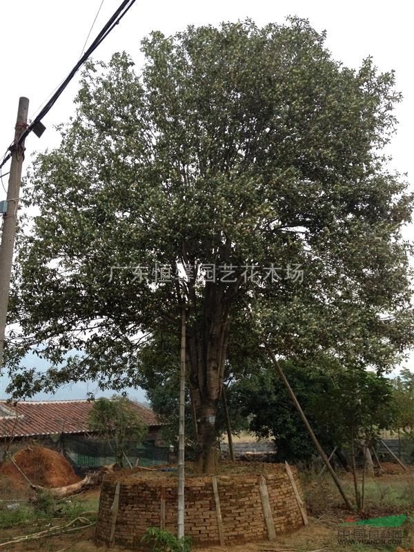 43分精品桂花树