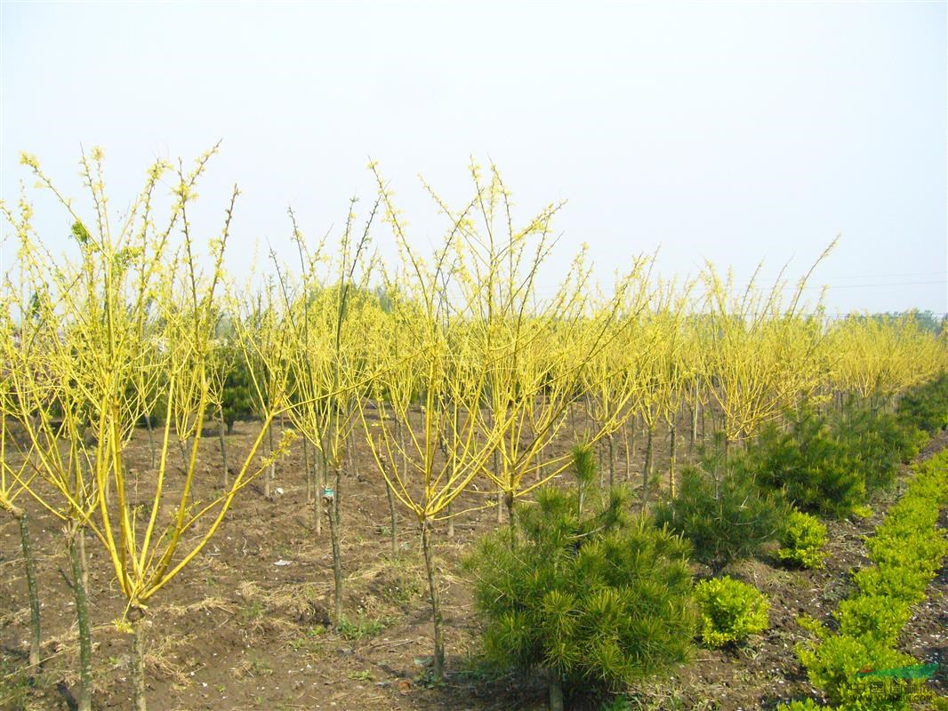 金枝槐(矮杆)