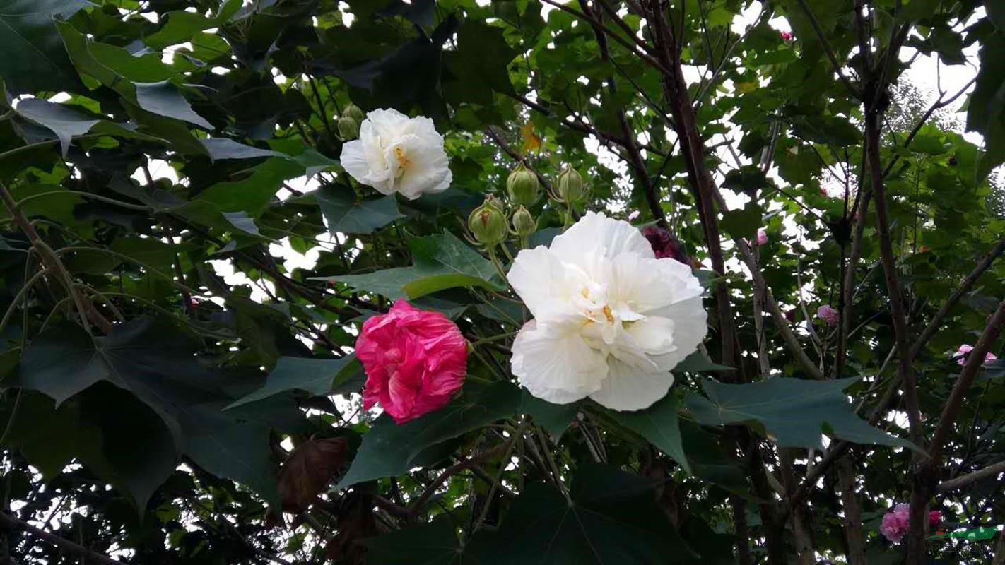 木芙蓉基地 木芙蓉价格 米径8-9公分 木芙蓉 湖北