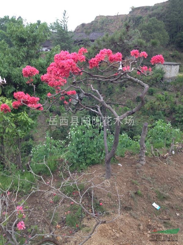 映山红全冠原生态,映山红盆景