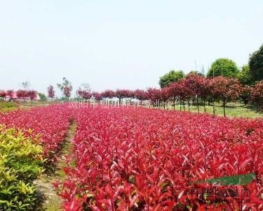 供应各种规格红叶石楠树