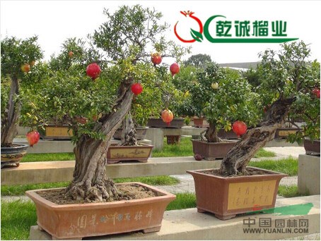 高纯度石榴盆景出售