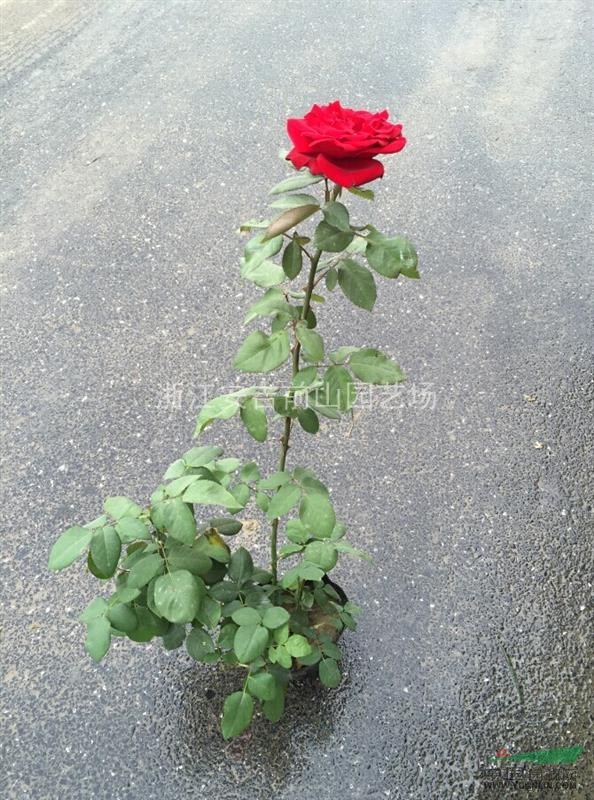 卡罗拉玫瑰 玫瑰卡罗拉_卡罗拉玫瑰 玫瑰卡罗