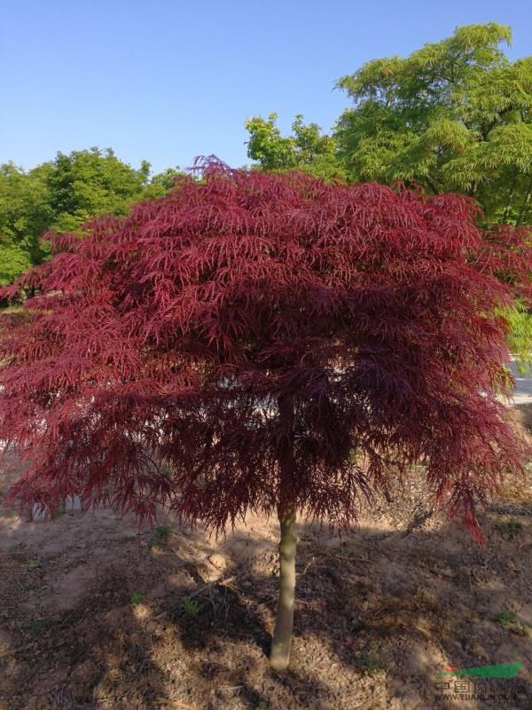 江苏启东奥林基地直供小叶鸡爪槭,广玉兰,羽毛枫