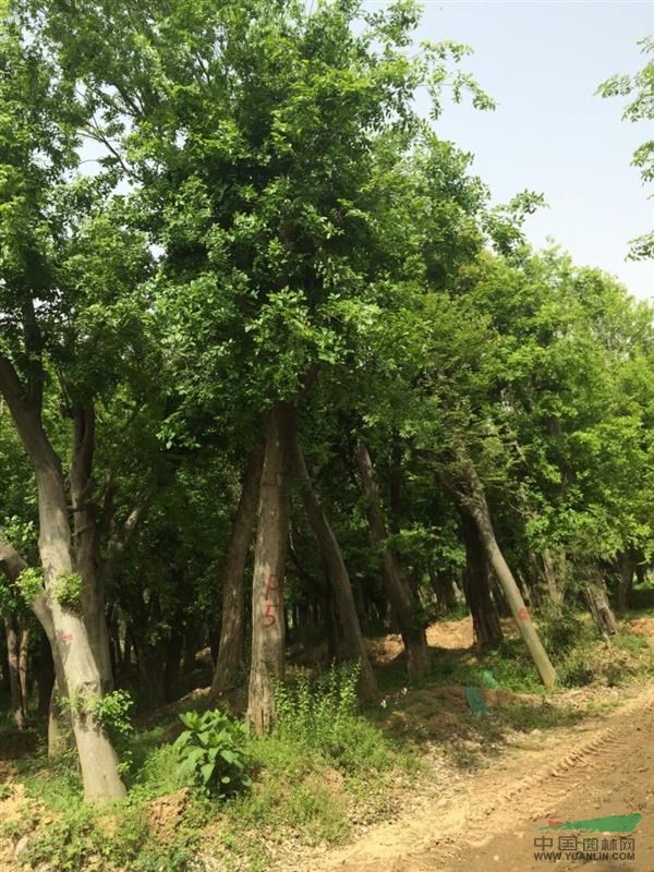 供应朴树，三角枫