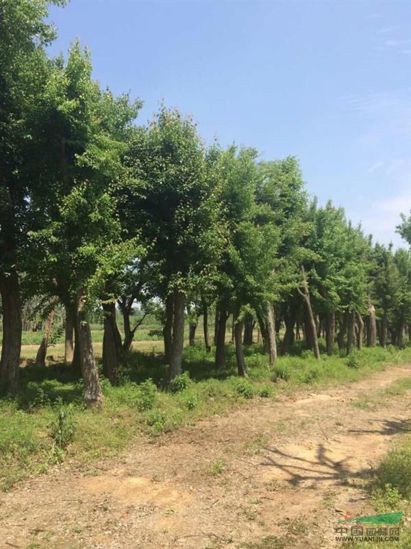 供应朴树，三角枫