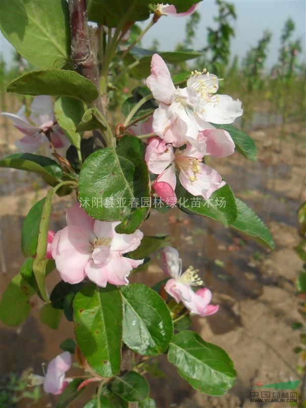 厂家直销 新采优质西府海棠种子 发芽率高 易成活 质量保障